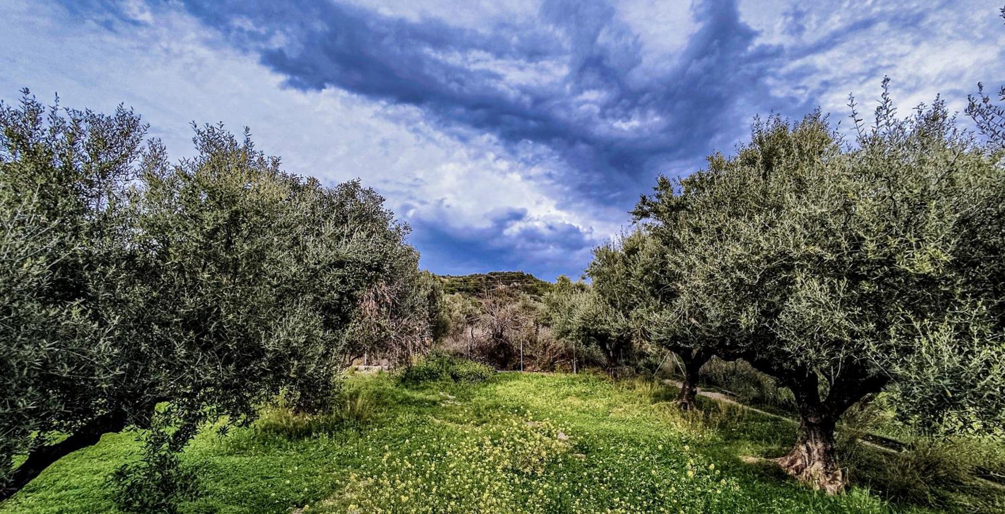 Your Spot West Peloponnese Shared Homestay Zacharo