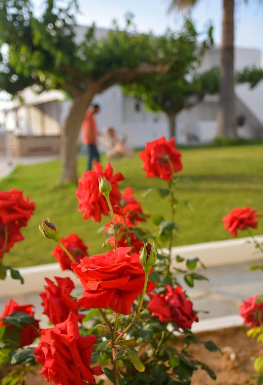 Adel Paradise 4* Adelianos Kampos