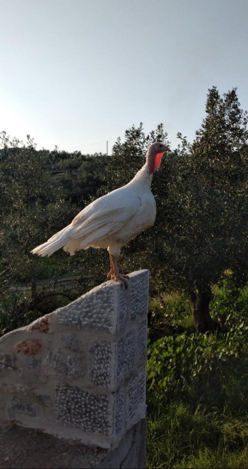 Country house Enada & Olive Farm