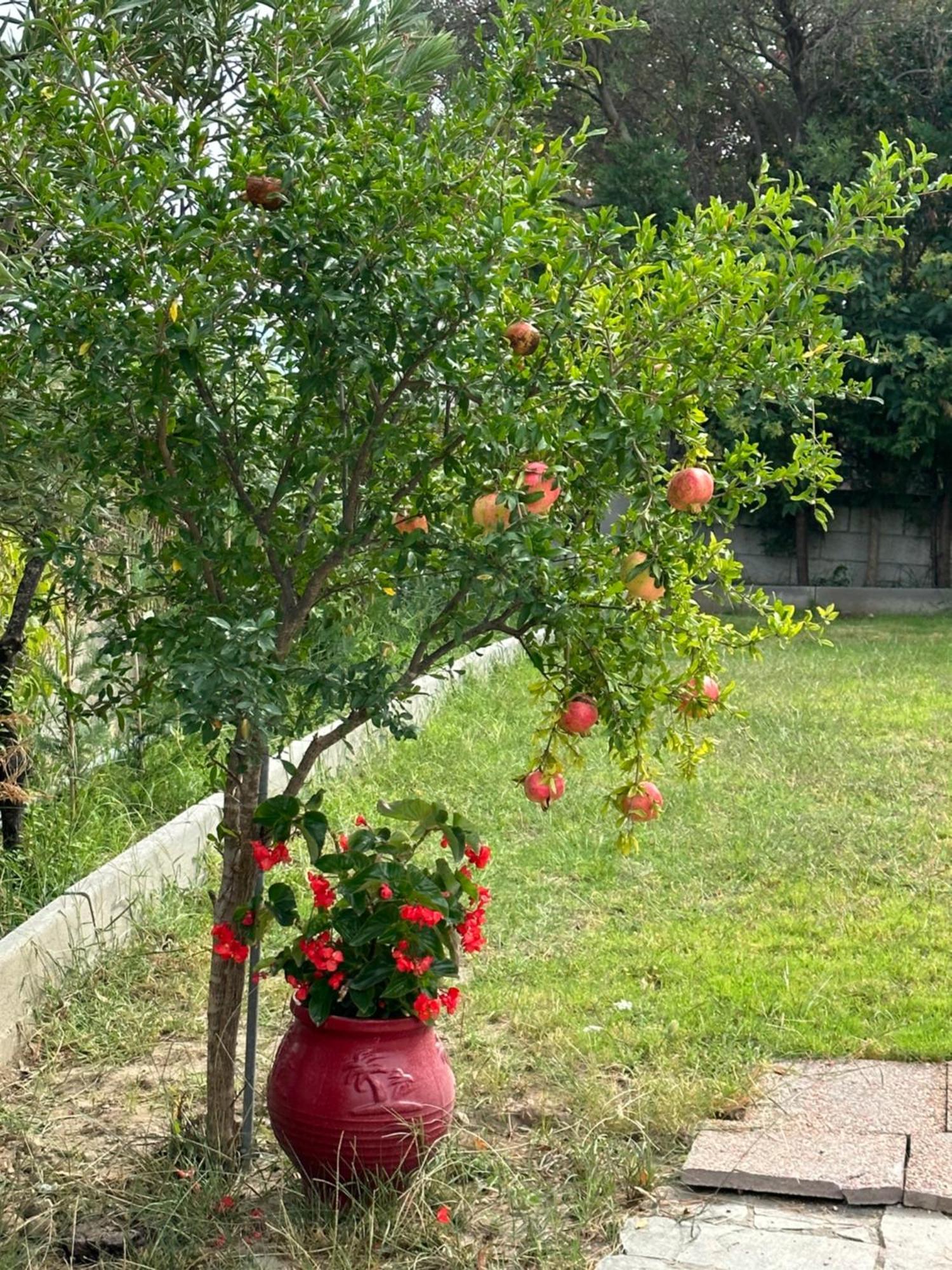 Villaralli * Vrasna