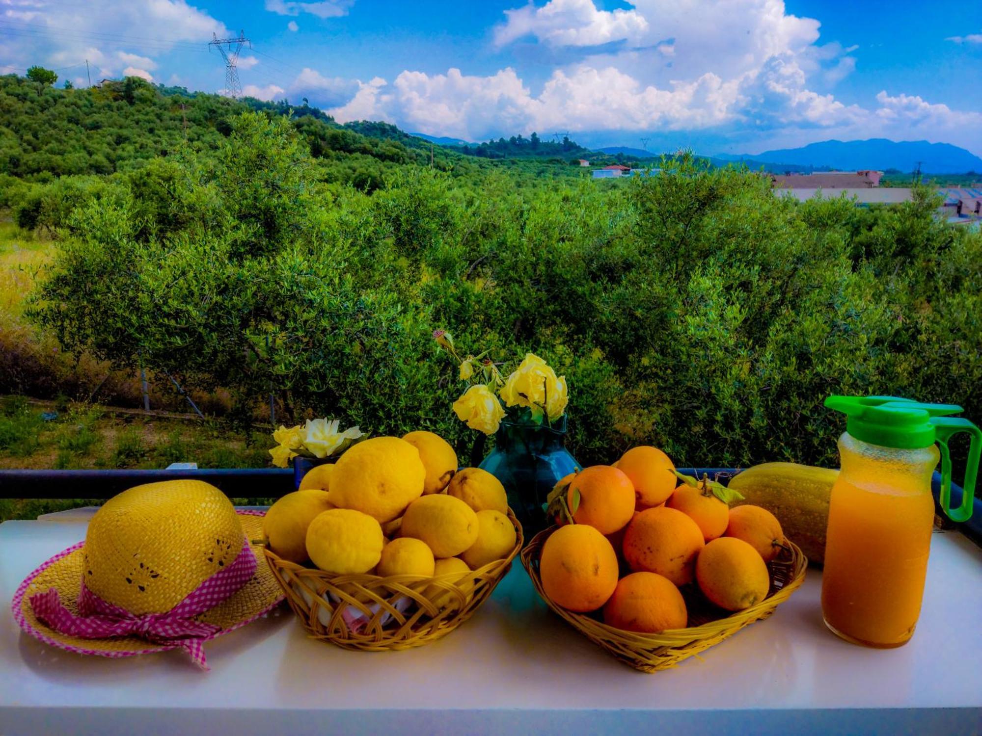 Your Spot West Peloponnese Shared Homestay Zacharo