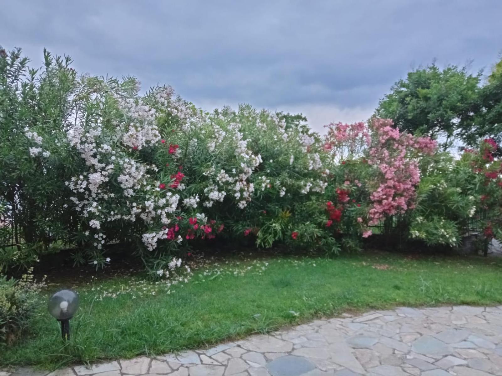 Anna * Leptokarya (Pieria)