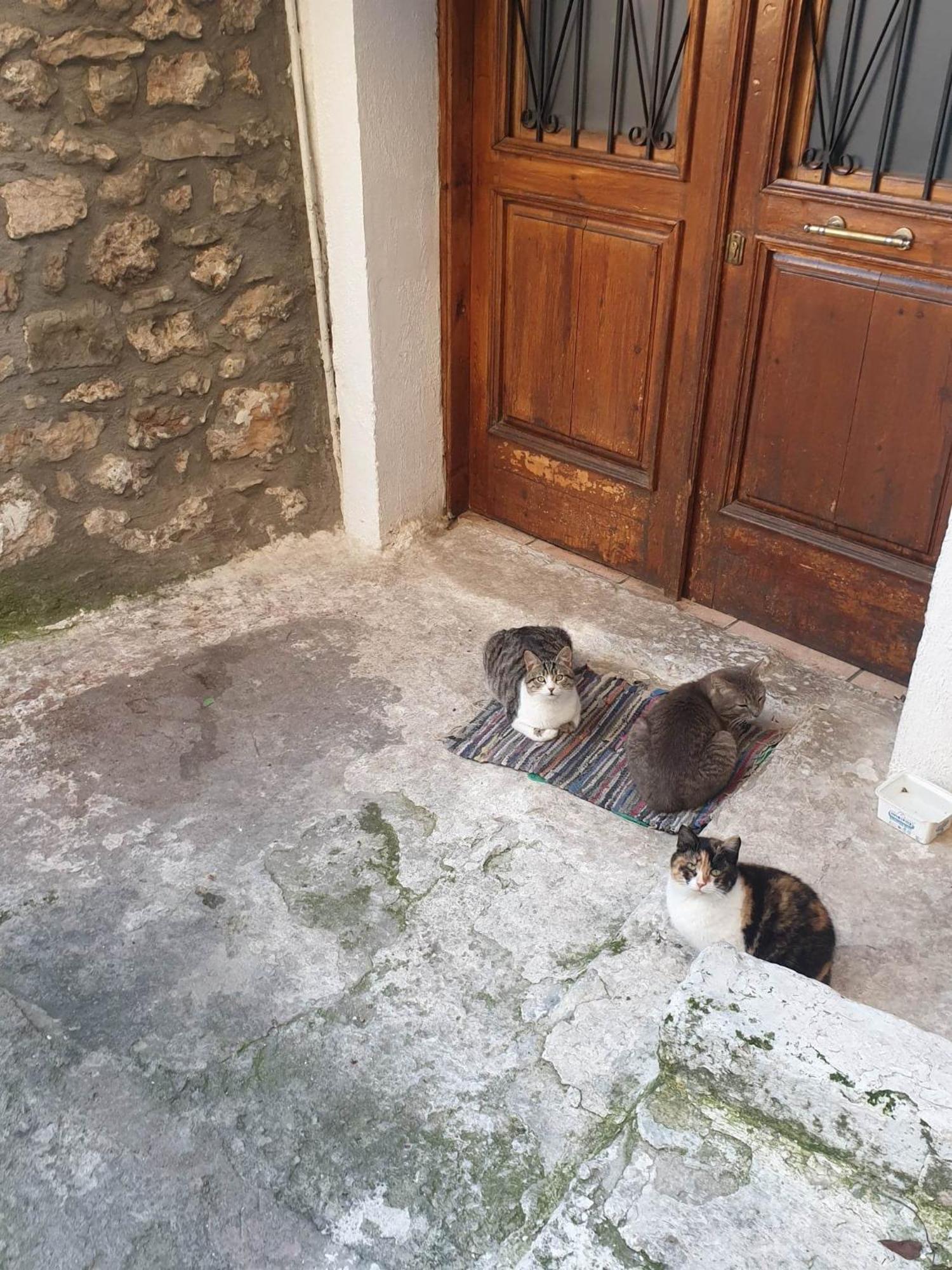 ζεστή φωλιά Apartment