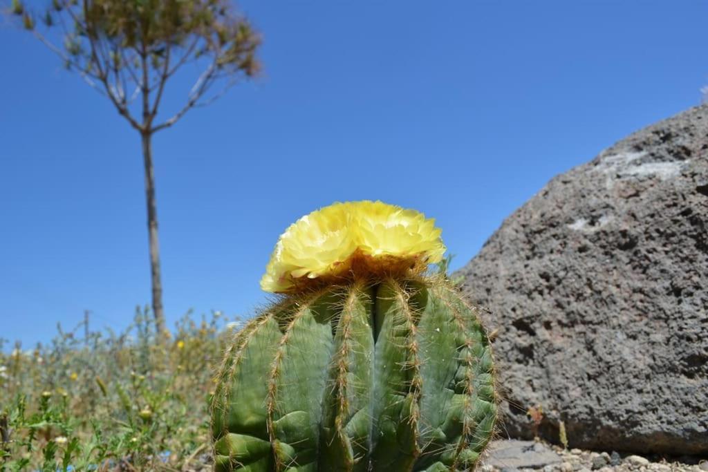 Holiday home Cactus Hideaway With Sea Views *