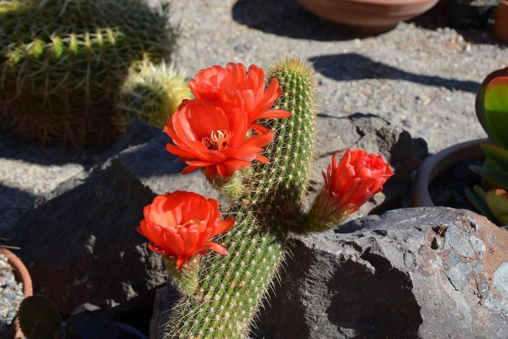 Holiday home Cactus Hideaway With Sea Views *