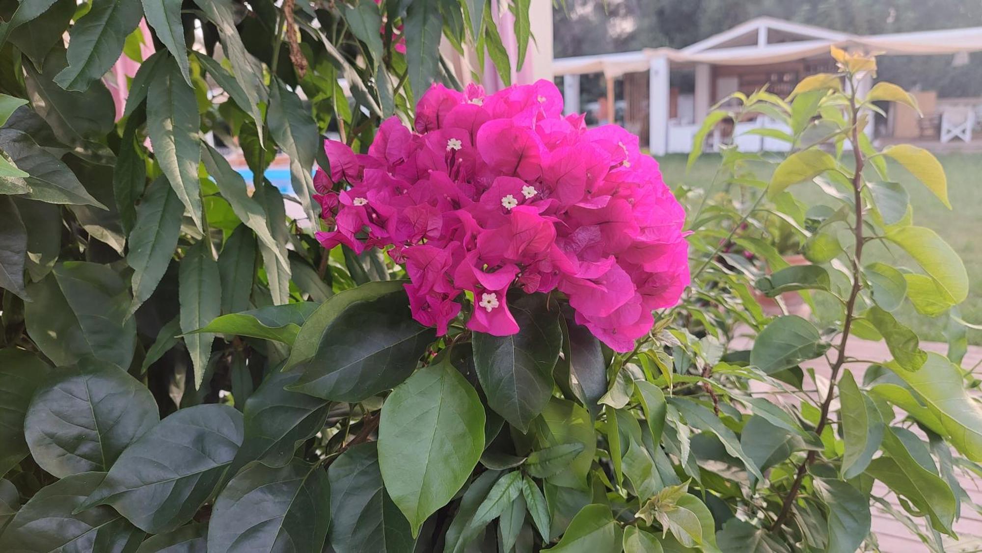 Aparthotel Amelia's Garden I Kavos
