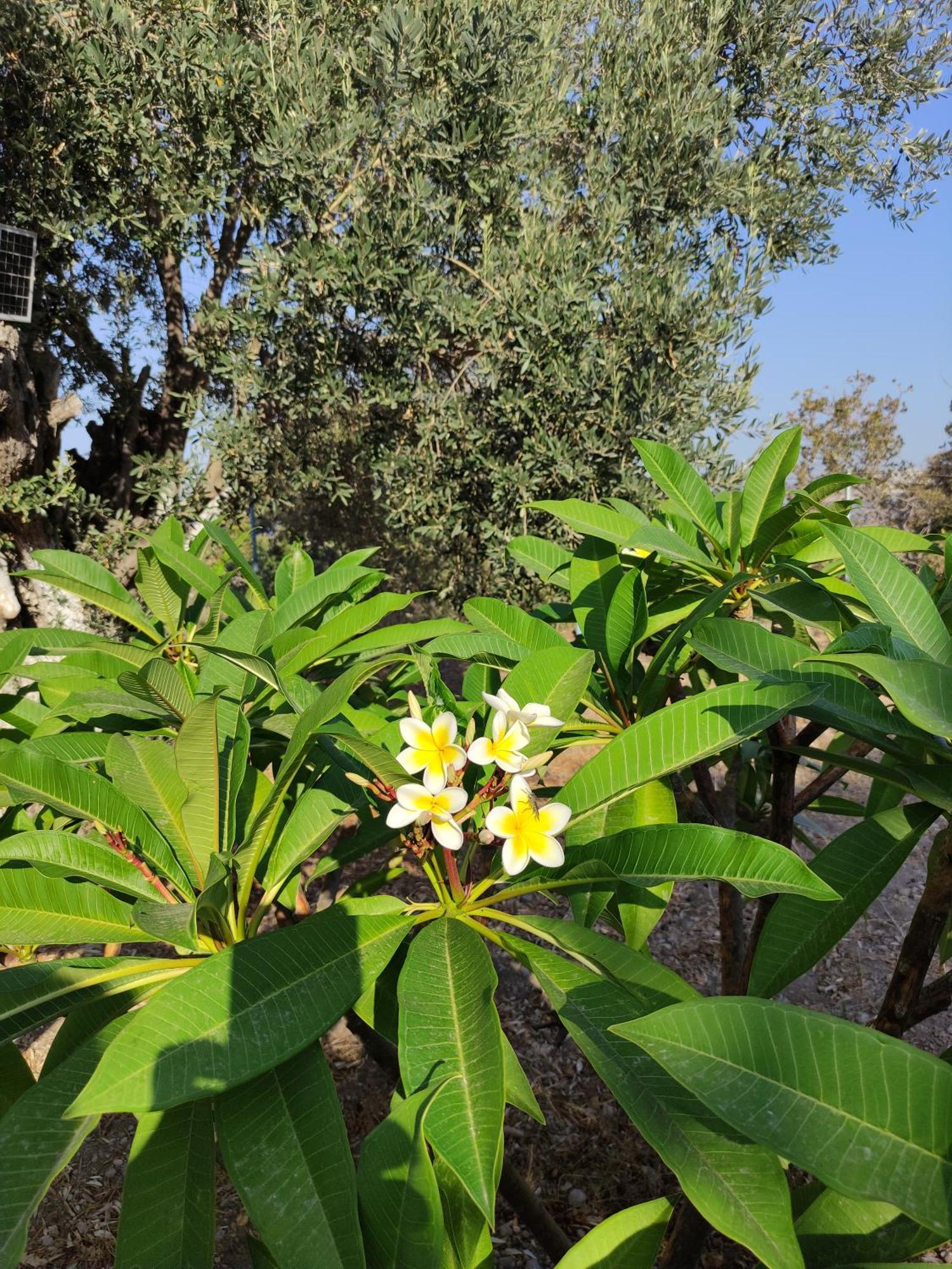 «astrofeggia» A Private Stone House Nature-seaview Holiday home Mandraki (Nisyros)