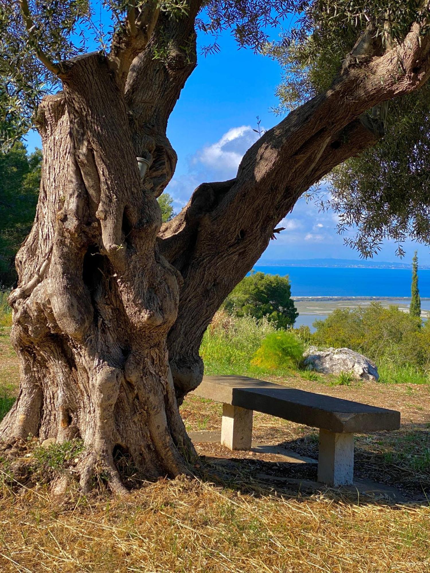 Olive Grove - Excellent View *