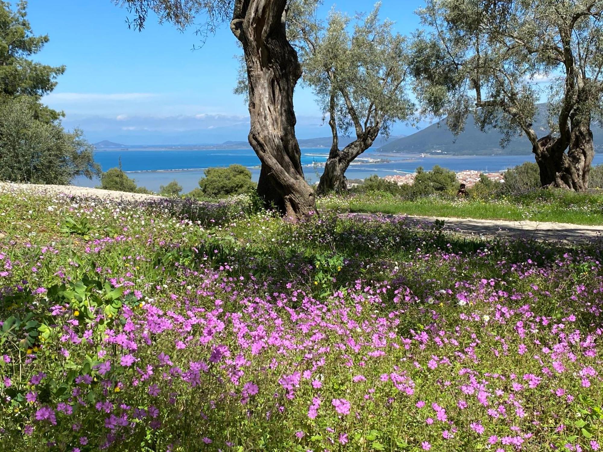 Olive Grove - Excellent View * Frinion
