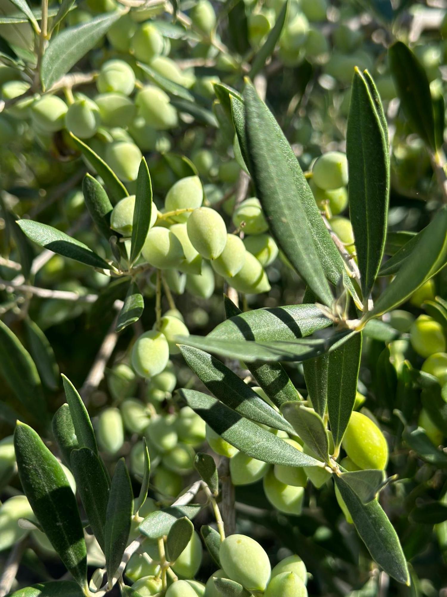 Olive Grove - Excellent View