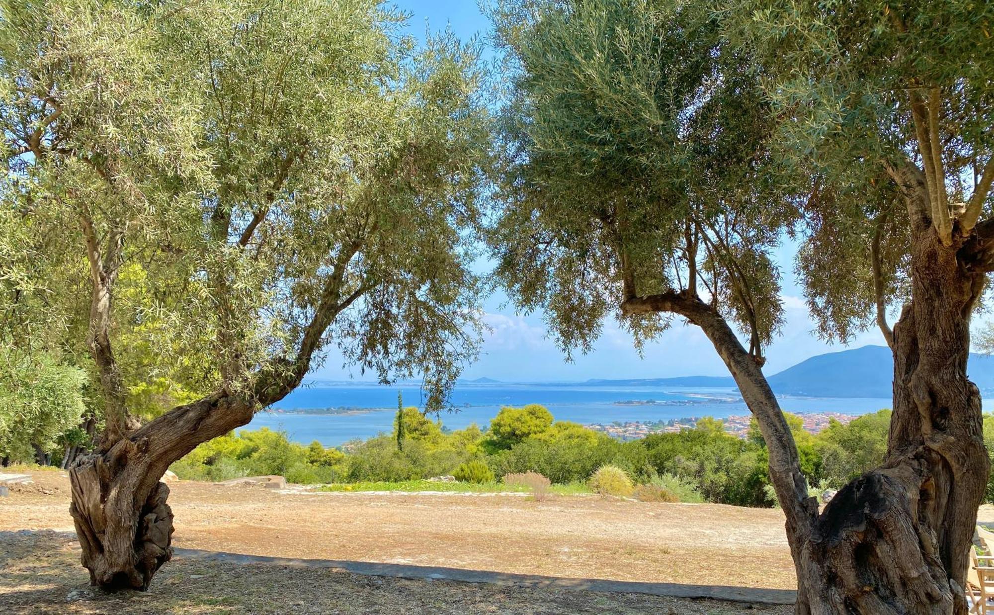 Olive Grove - Excellent View