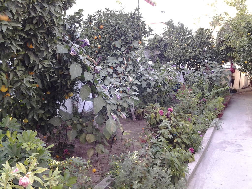 Maro * Skala Kallonis