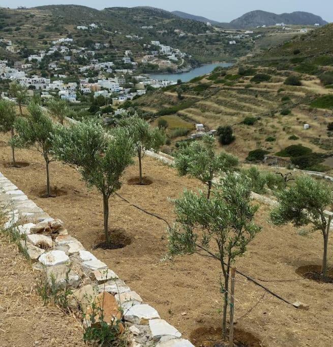 Great House In A Beautiful Olive Grove Kini