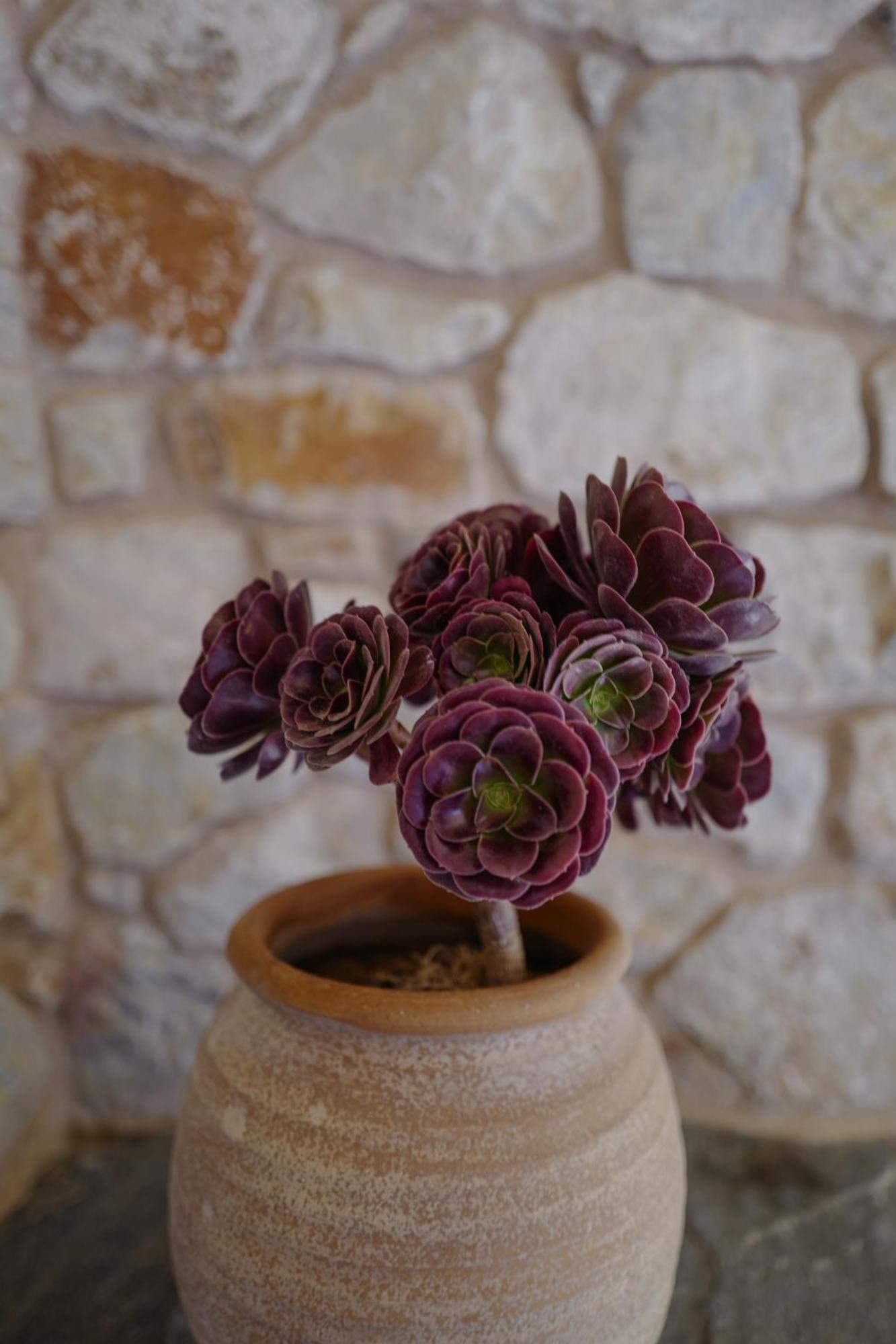 Hotel Phisis Nature Retreat Donoussa