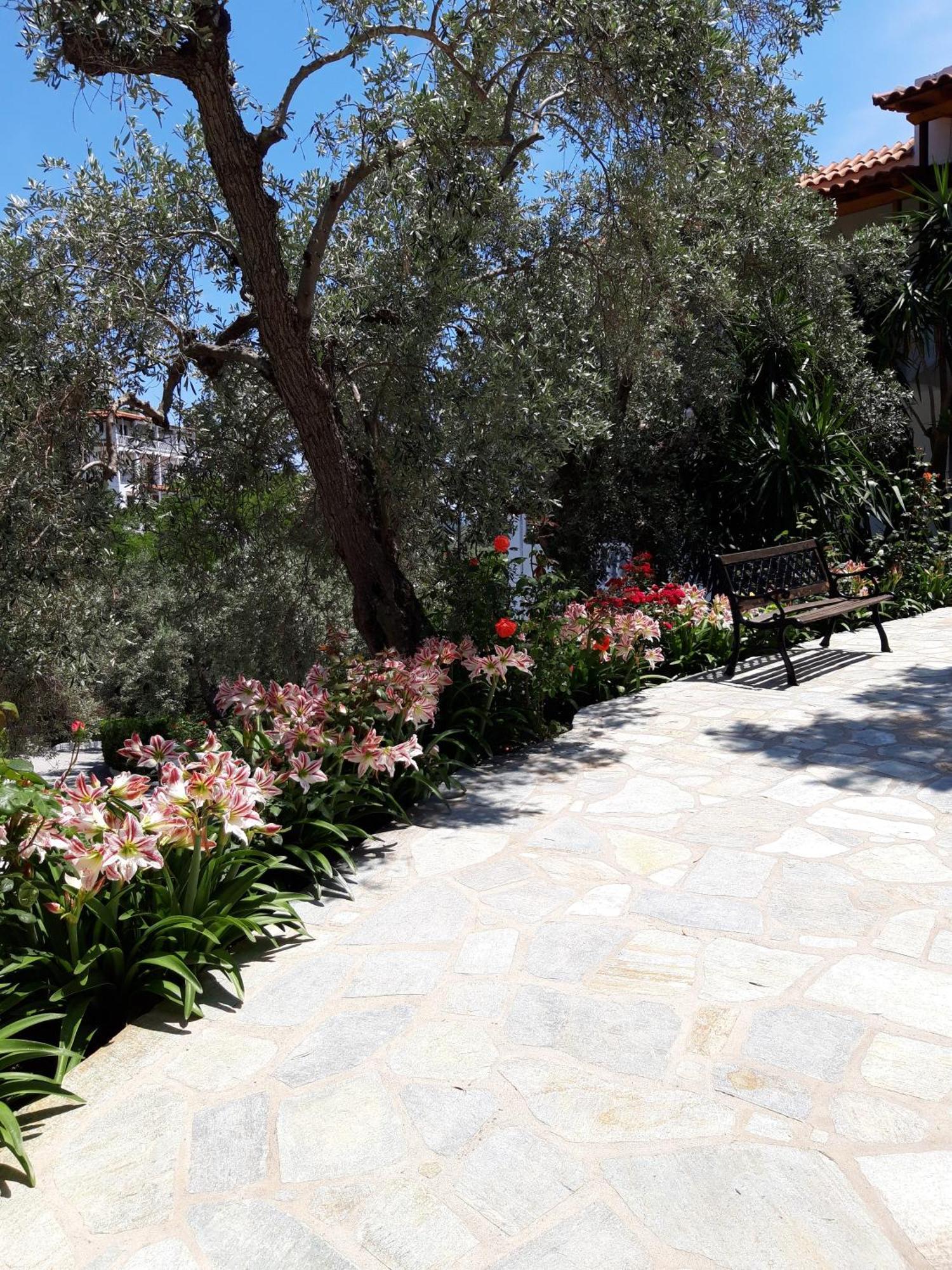 Apartment Olive Grove View