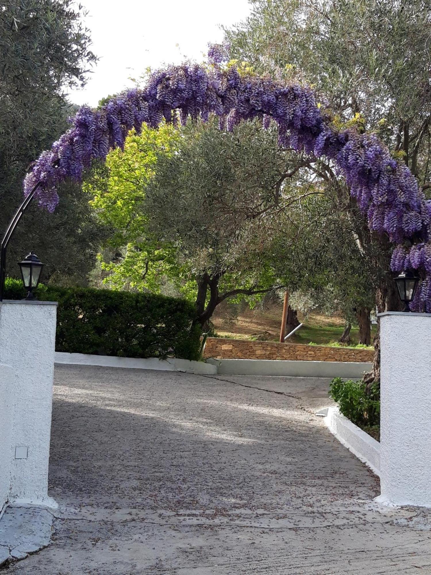 Olive Grove View Apartment *
