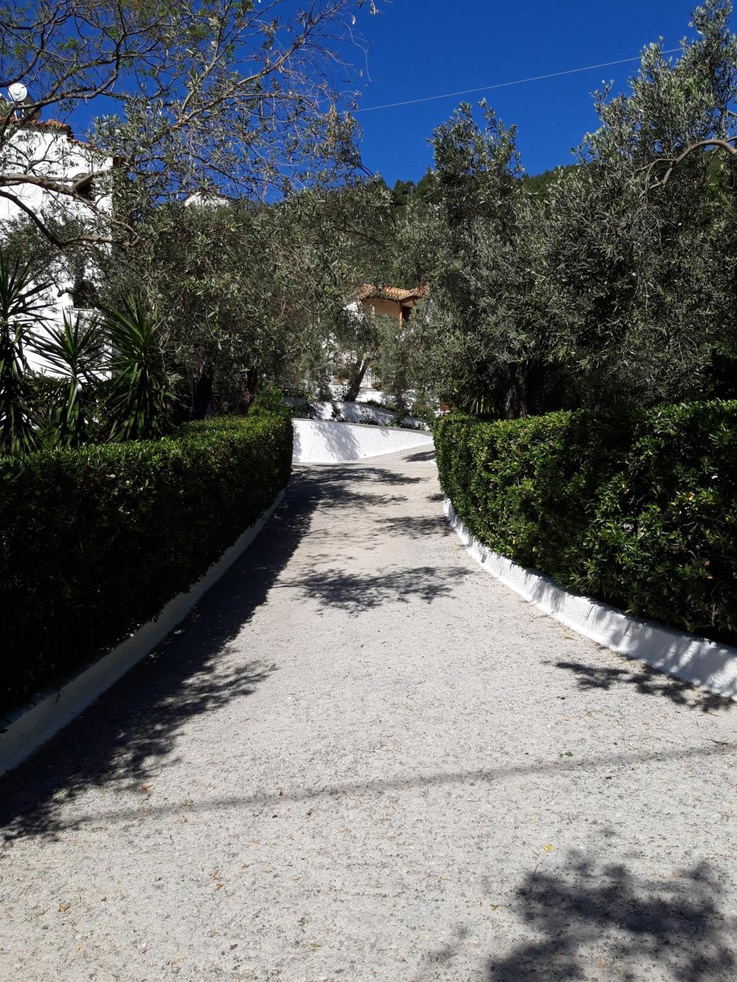 Olive Grove View Apartment