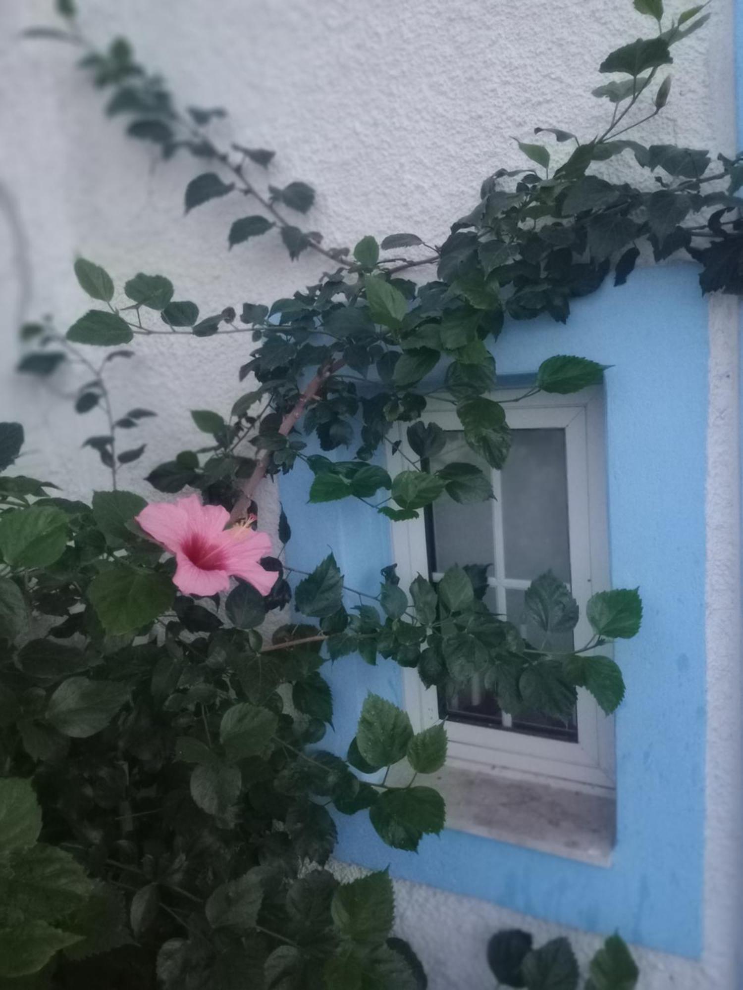 Blue Dolphin Studios And Aparthotel Vagia (Aegina)