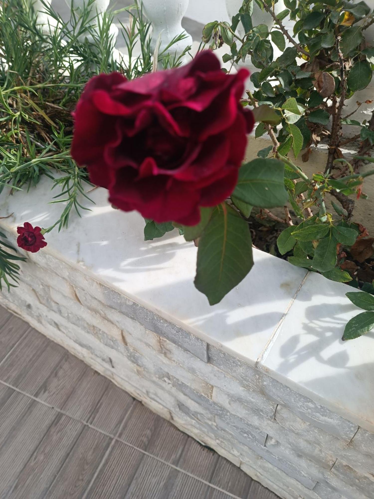 Phoenix Aparthotel Fira (Santorini)