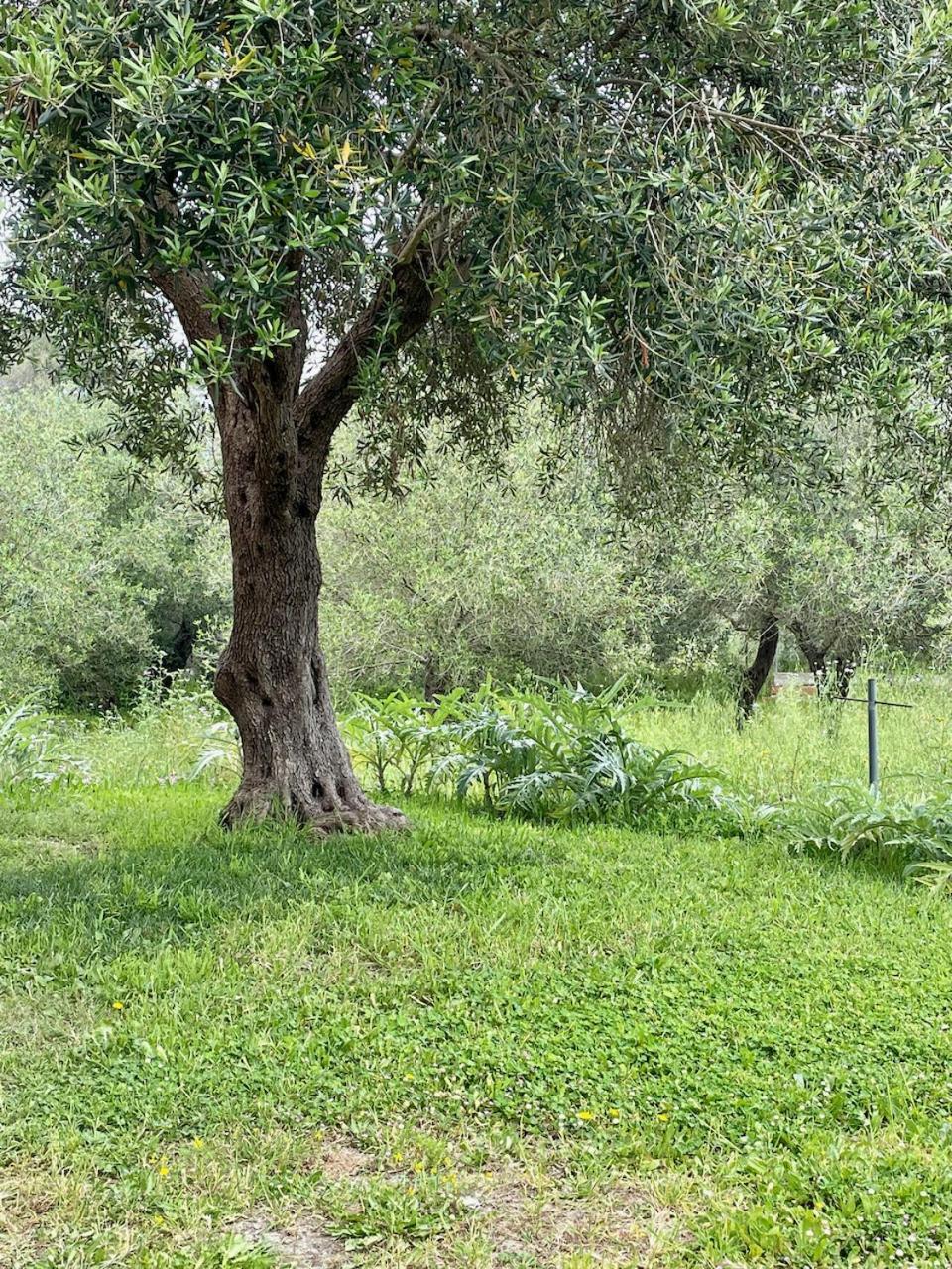Kassopia Serenity Place * Lefkimmi (Corfu)