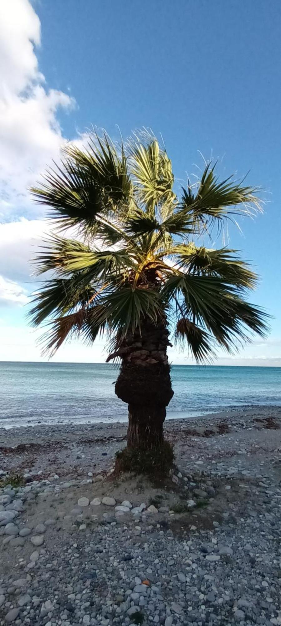 Mana Mia Seaside Leptokarya (Pieria)