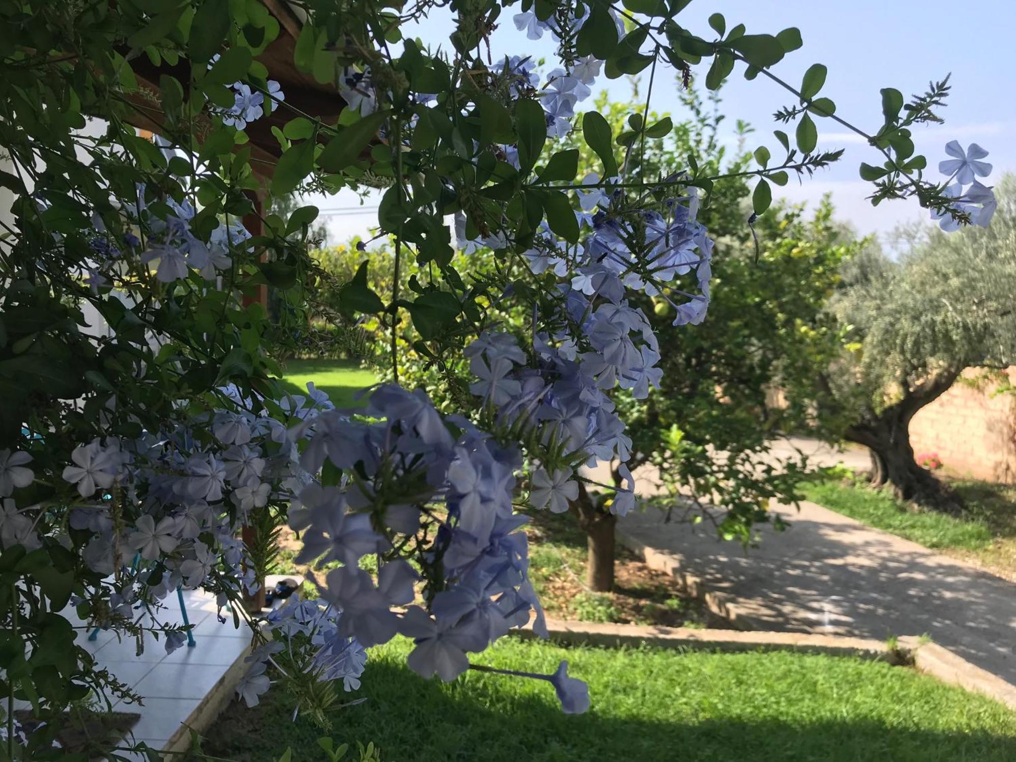 Spiti Ostria Holiday home Aigio