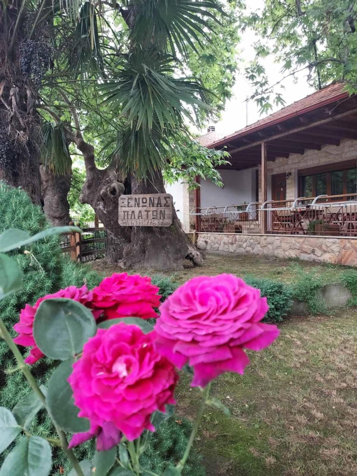 Platon Guest house