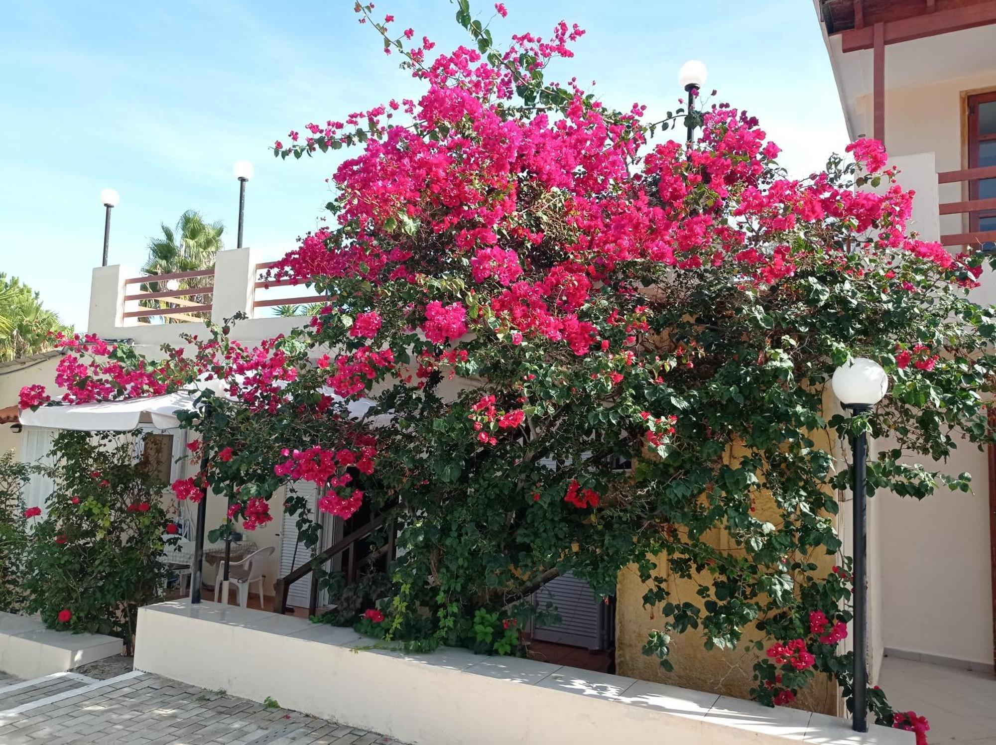 Alexandros Aparthotel Kalamaki (Chania)