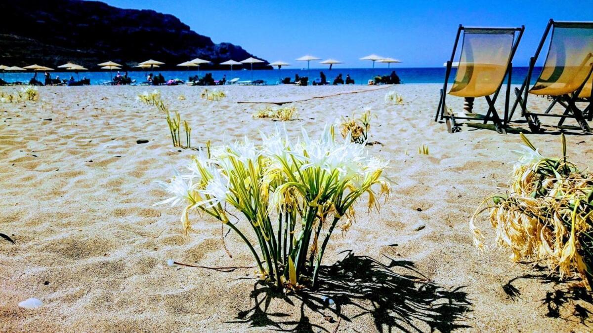 Annamaria Sea Side View Studio- 25m From The Beac Plakias
