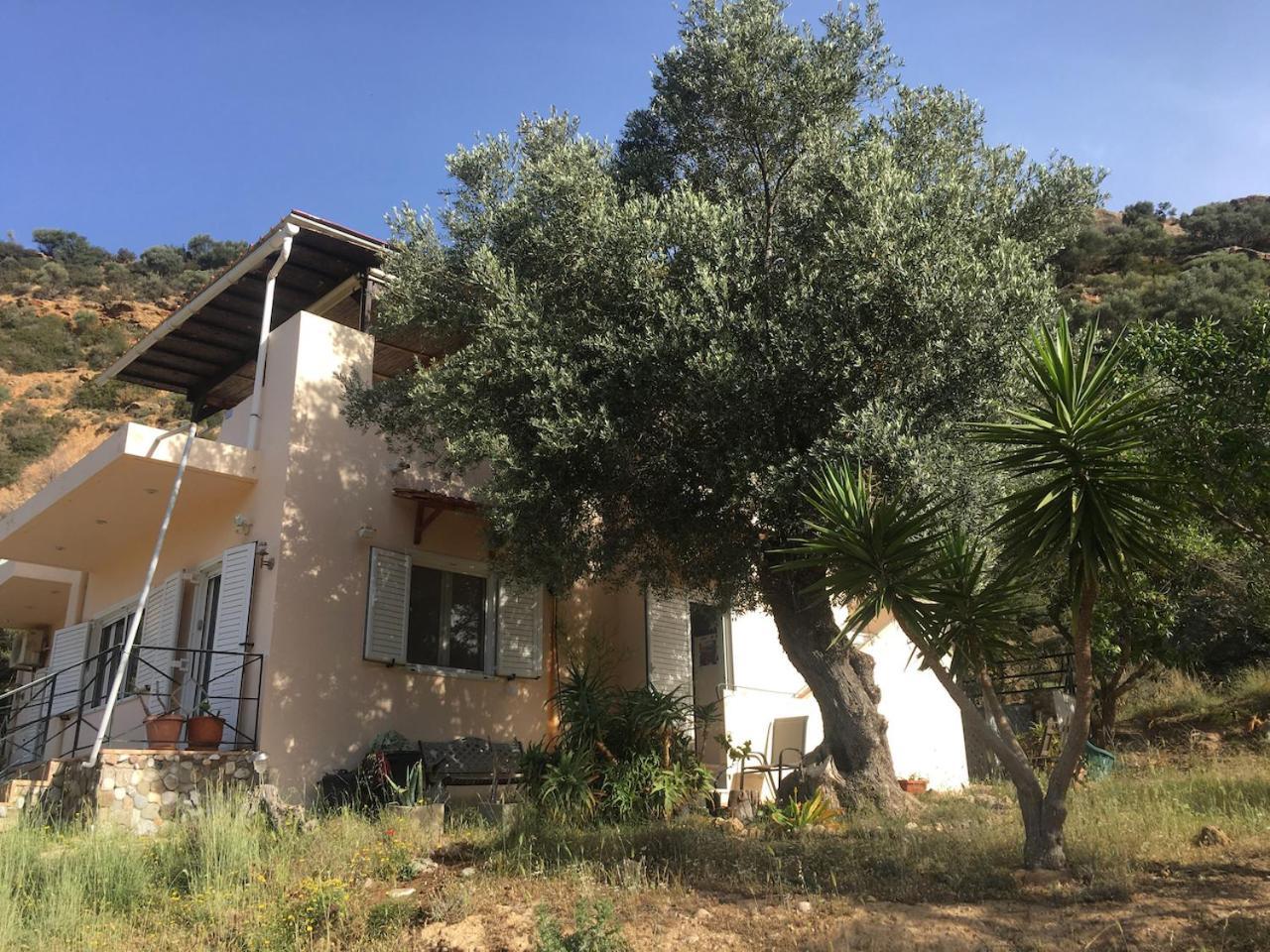 An Oliven * Agia Galini (Crete)