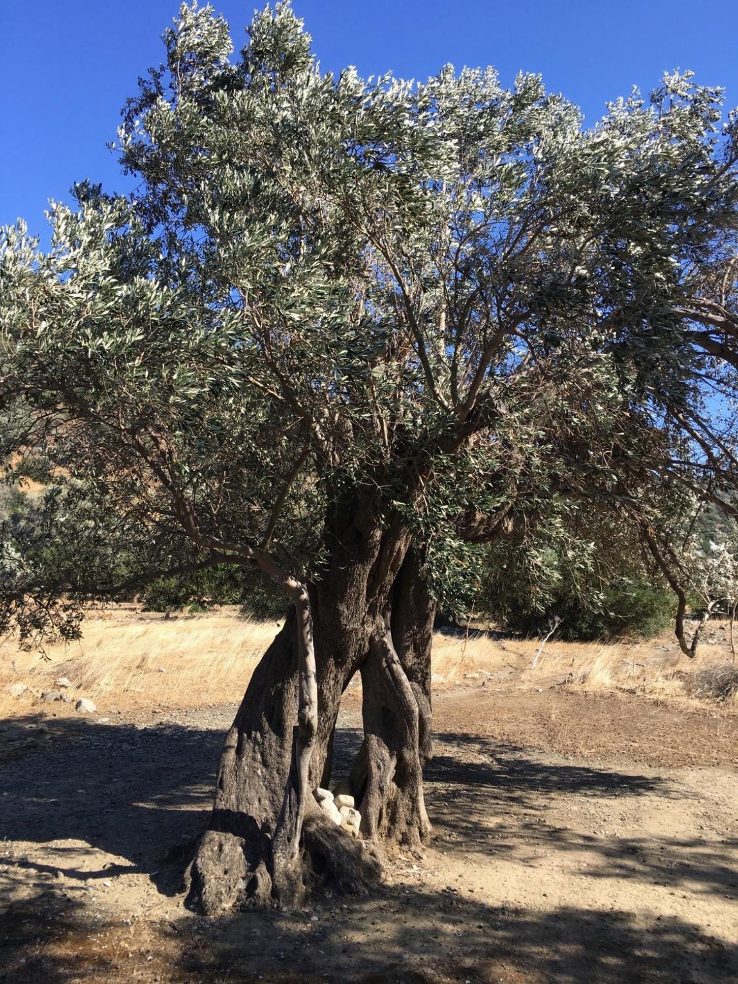 An Oliven Agia Galini (Crete)