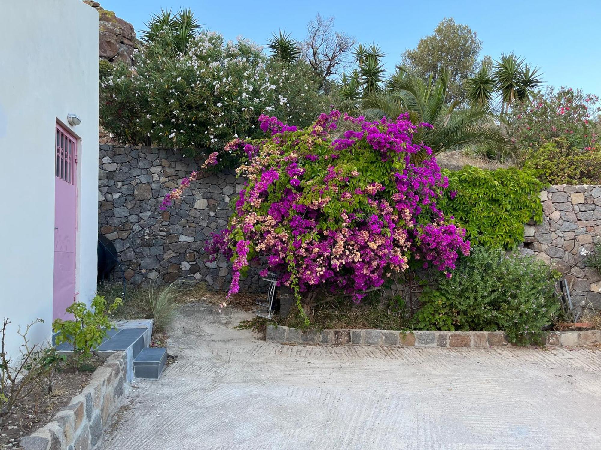 Chrysiis View