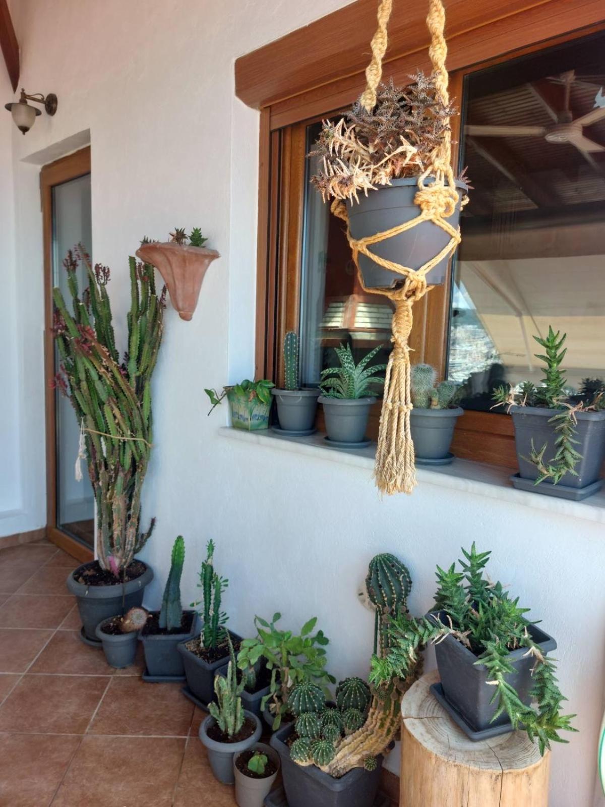 Saguaro's *