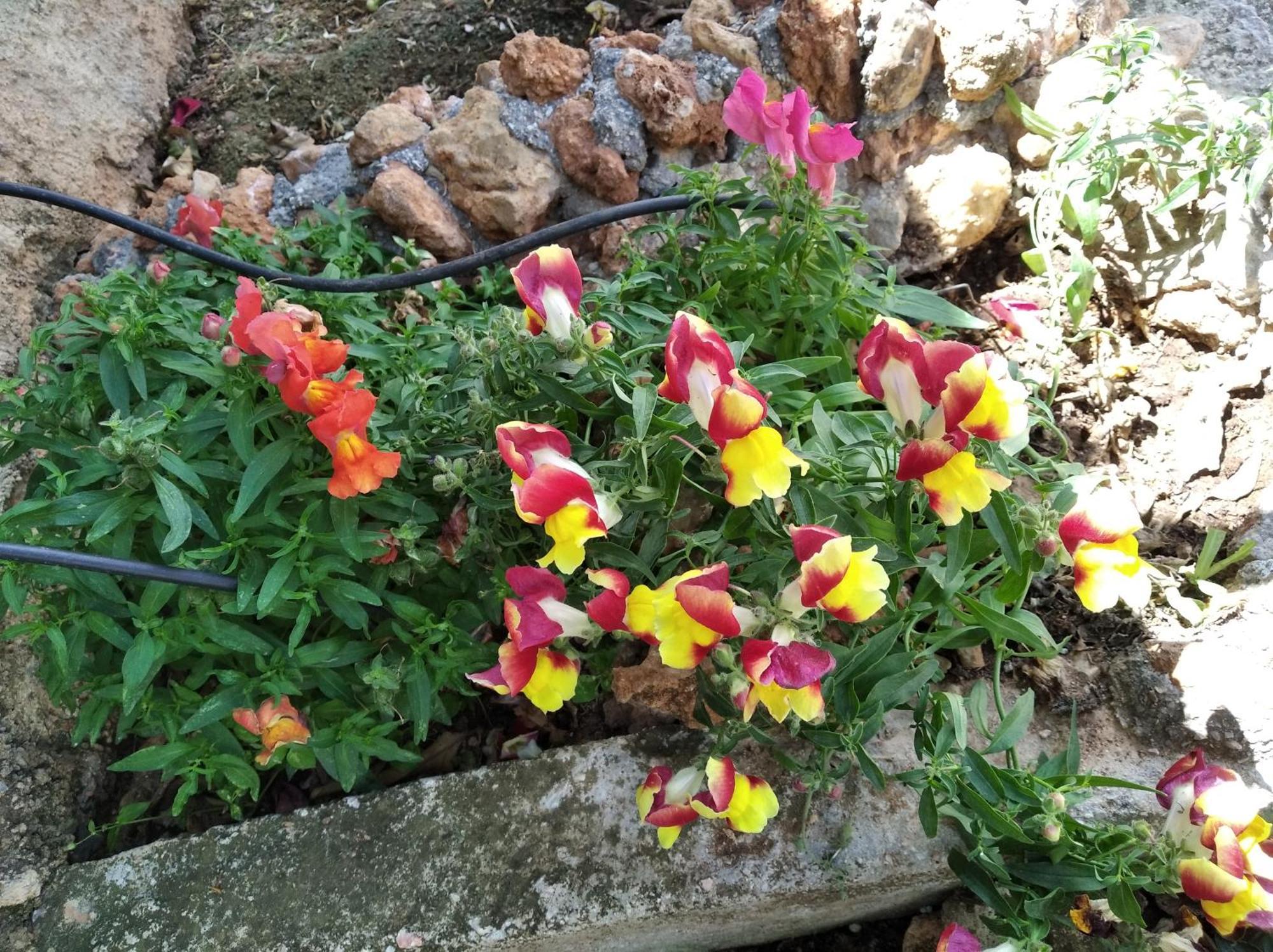 Garden House-free Transfer From Airport * Artemida (Attica)