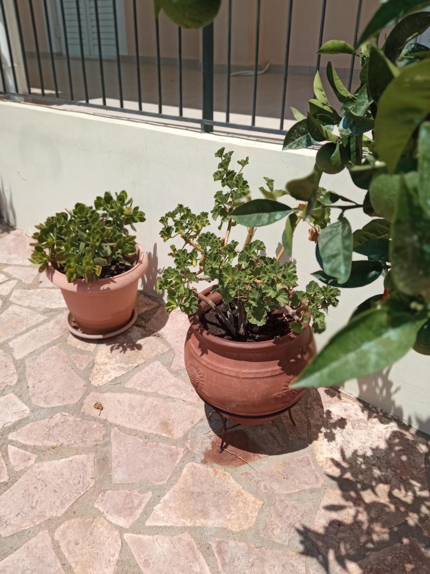 Apartment Garden