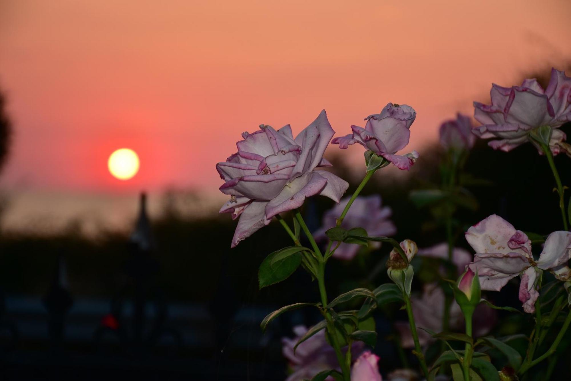 Salt And Petals *