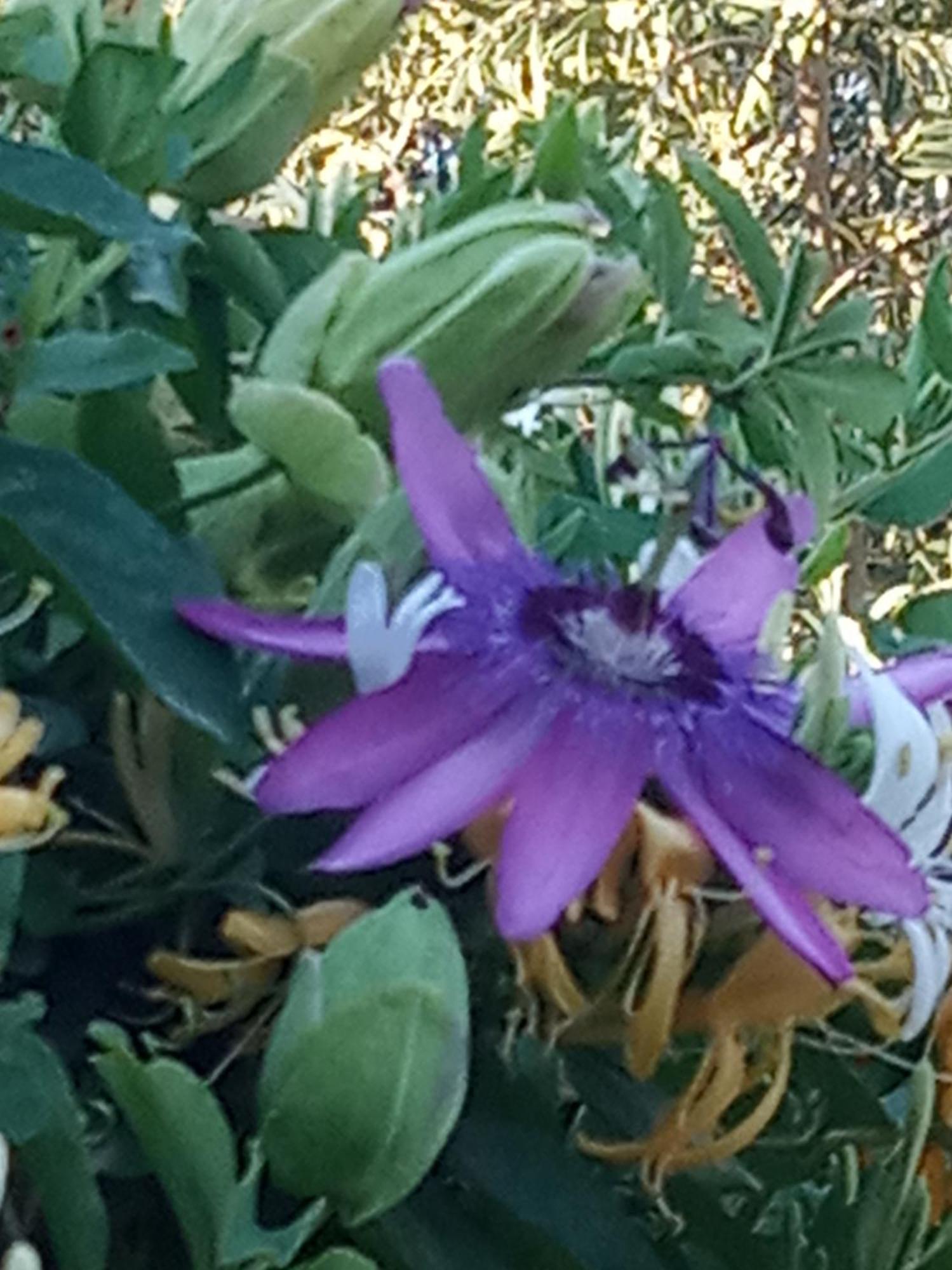 Giaglakis * Platis Gialos (Sifnos)