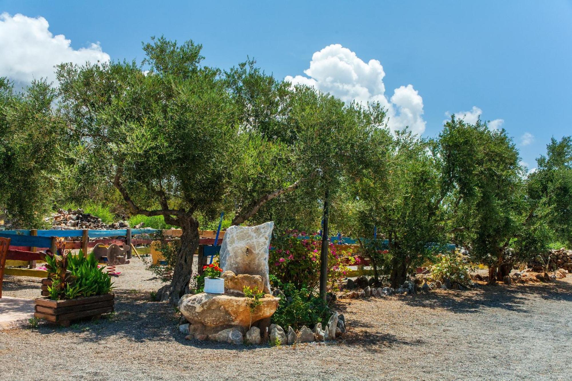 Toxotis * Pyrgos Dirou