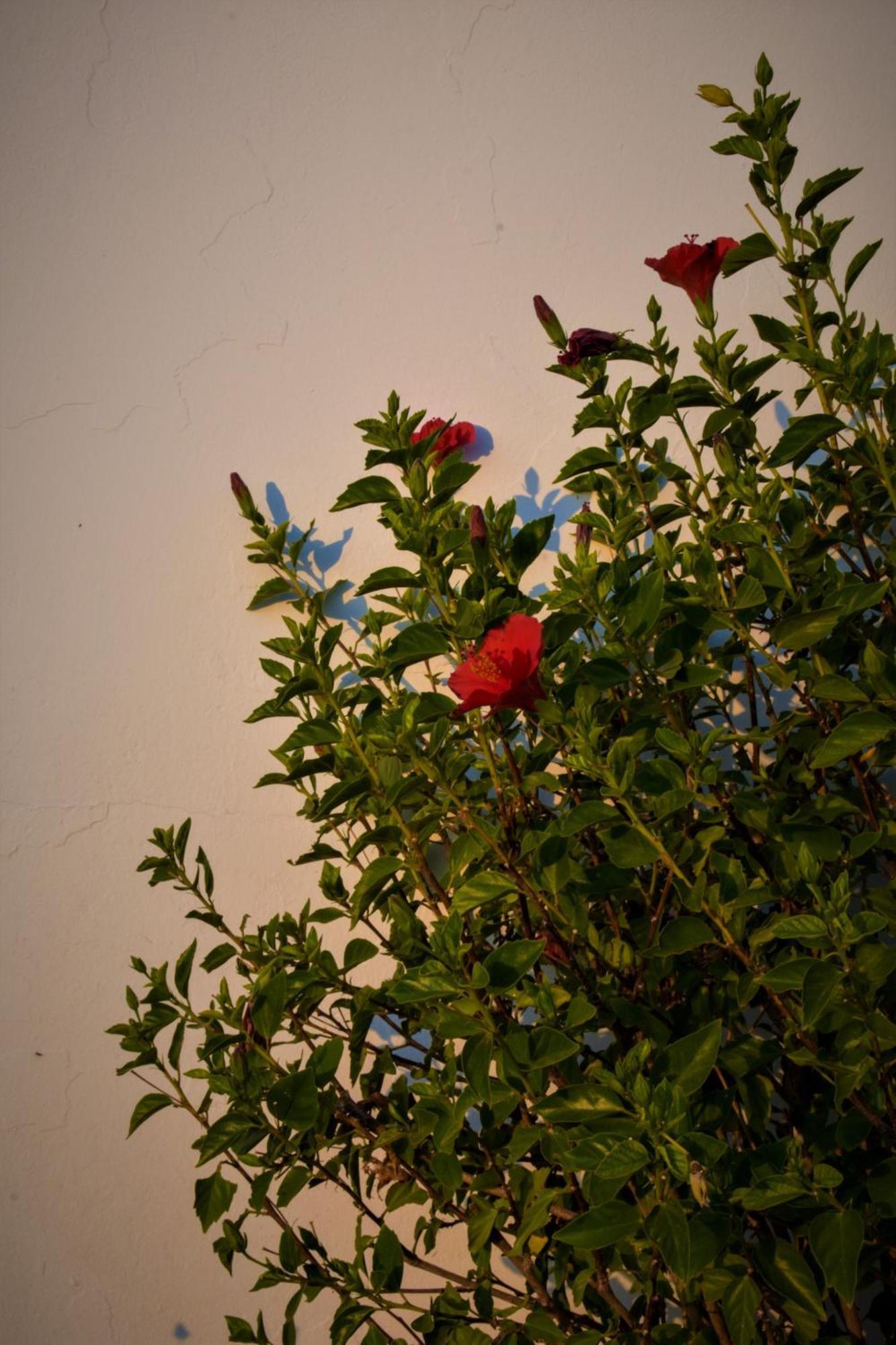 Maniati Apartment Agios Petros (Andros)