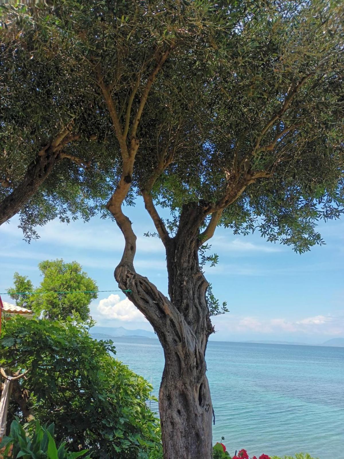 Apartment Beachfront Romantica Place *