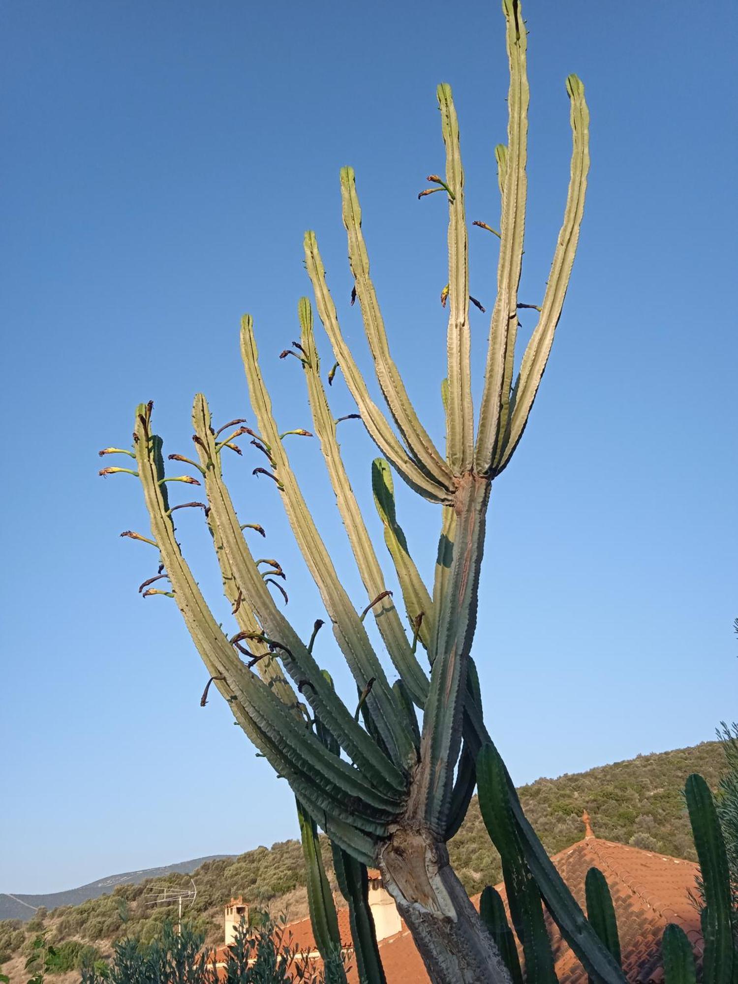 Pontinos Miloi (Argolis)