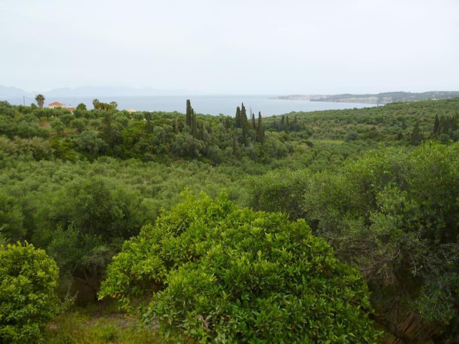ανεμώνη - Anemoni * Koroni (Messinia)