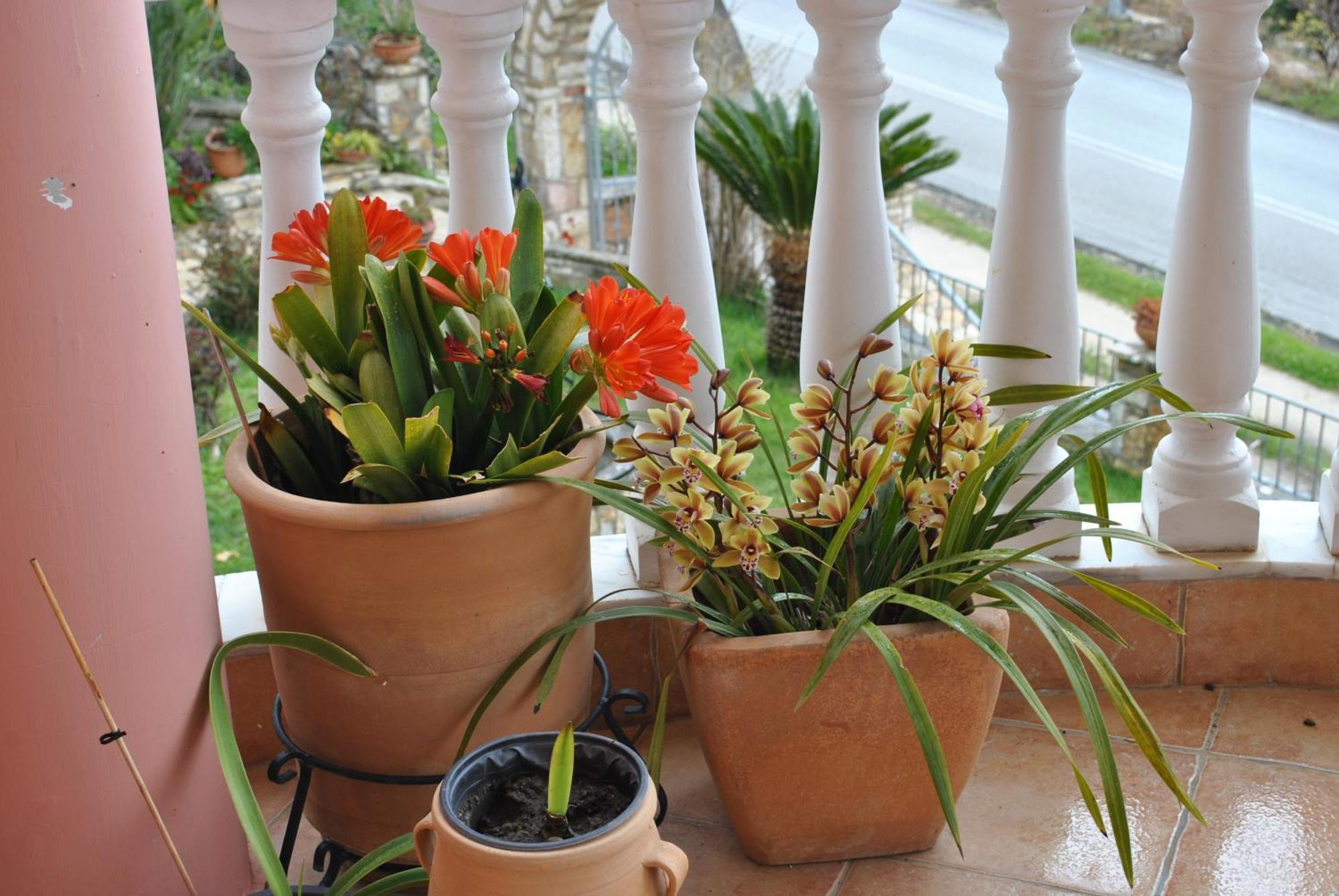 Amaryllis House * Parga