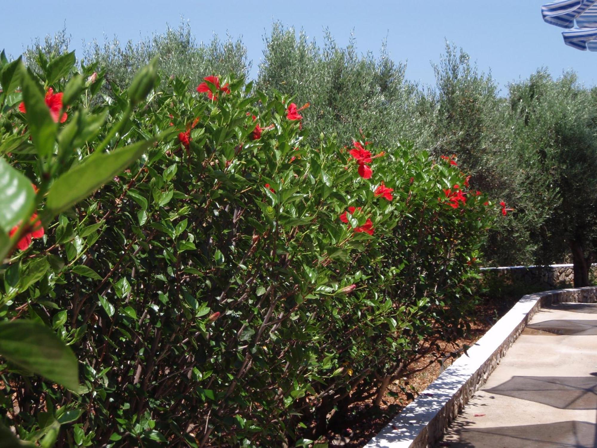 Villas Michalis