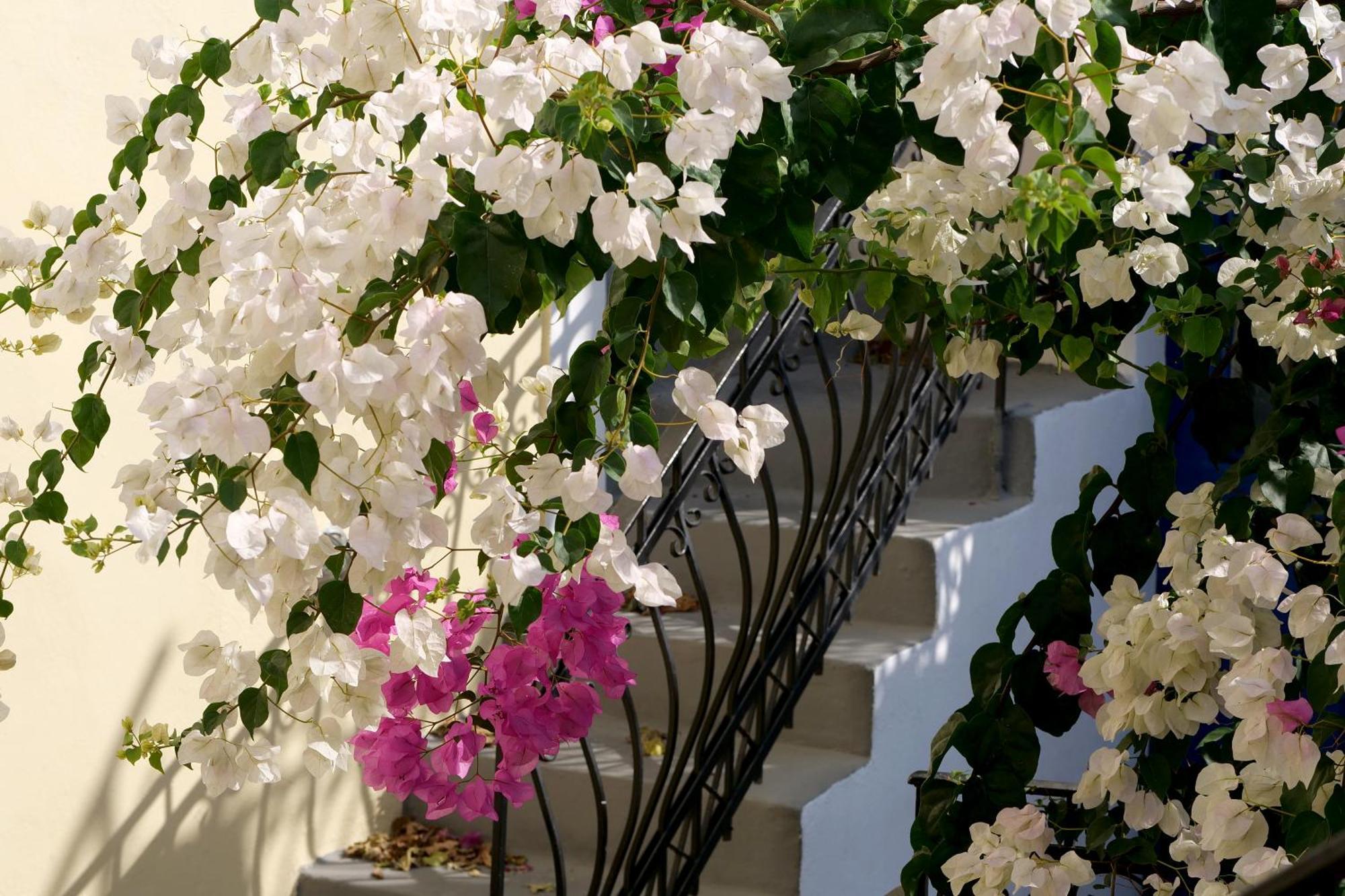 Guest house Kykladonisia Traditional Settlement Fira (Santorini)
