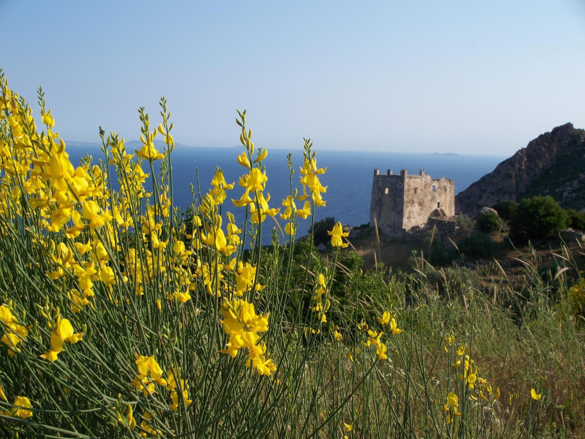 Adonis Naxos