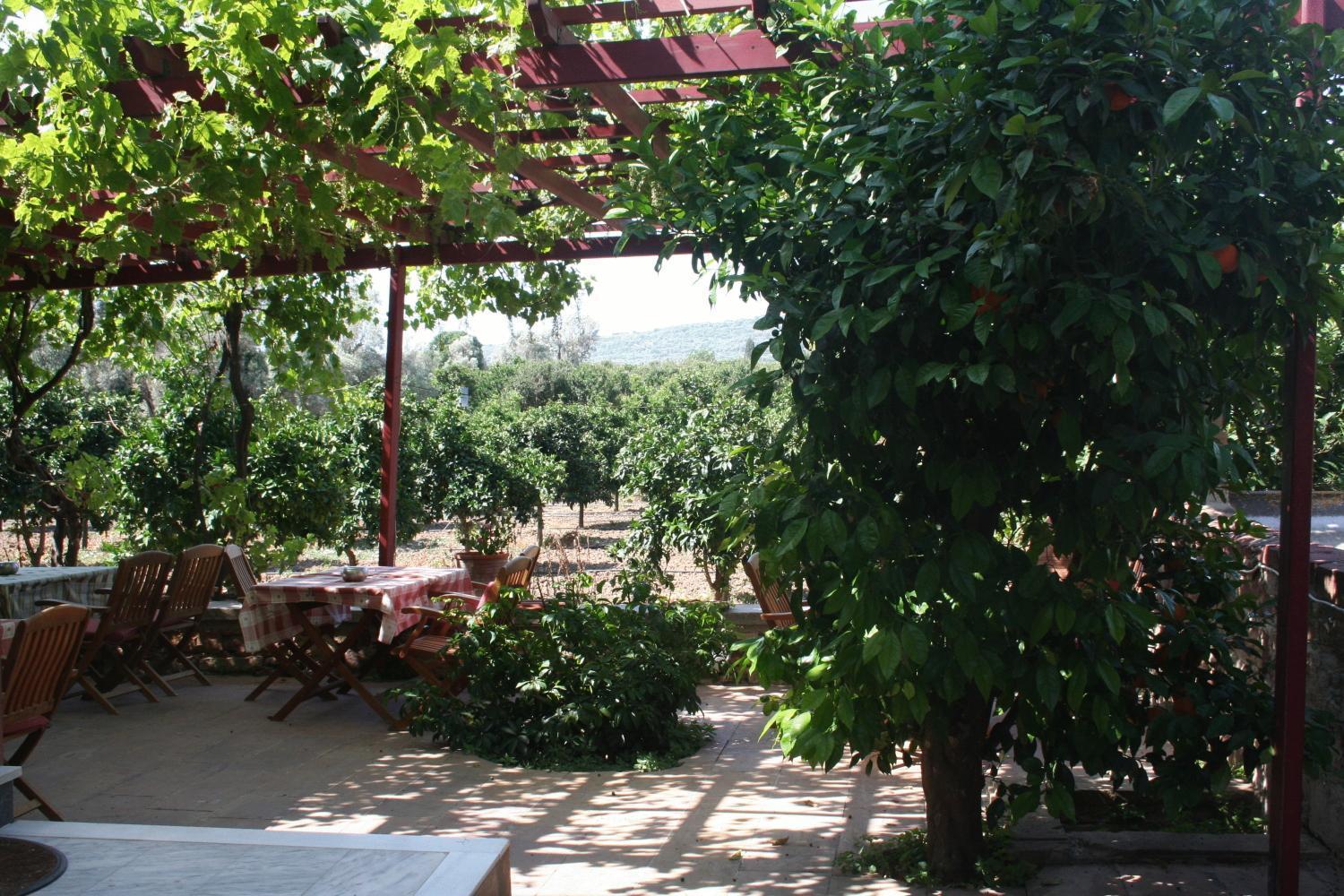 Manganos Kampochora (Chios)