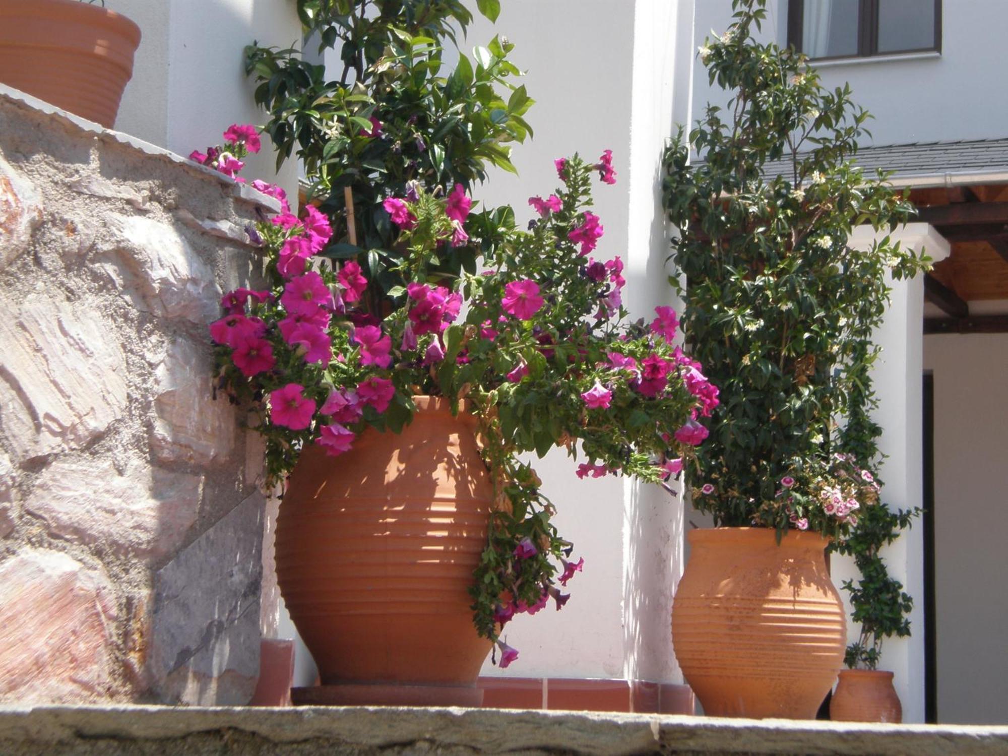 Hotel Pelion