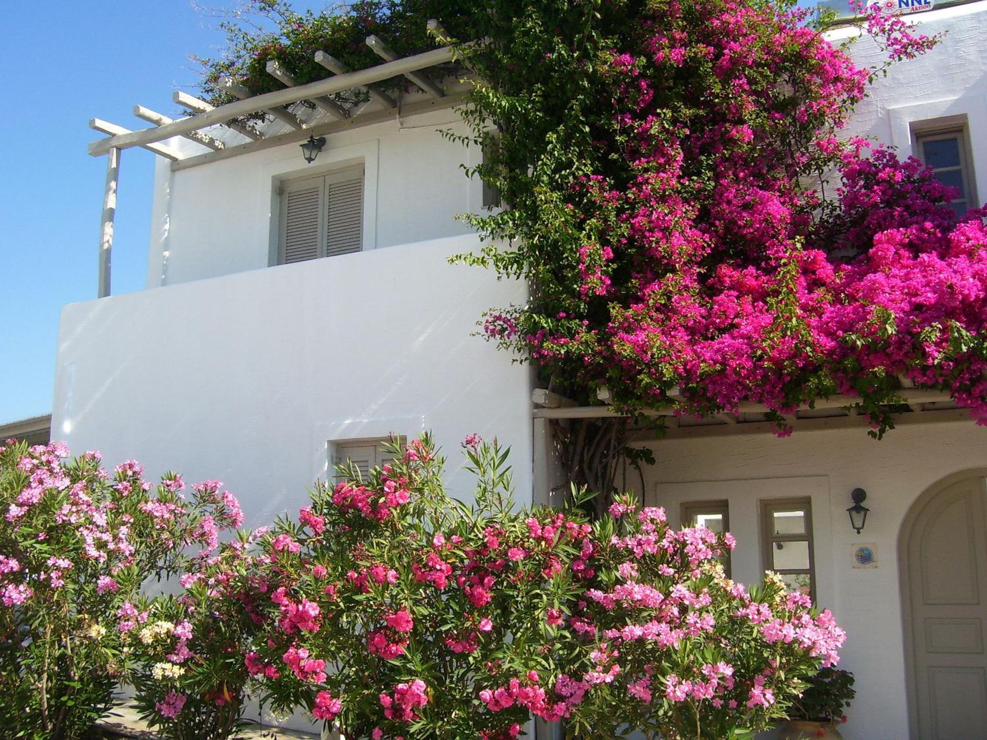Despina's Mare Naousa (Paros)