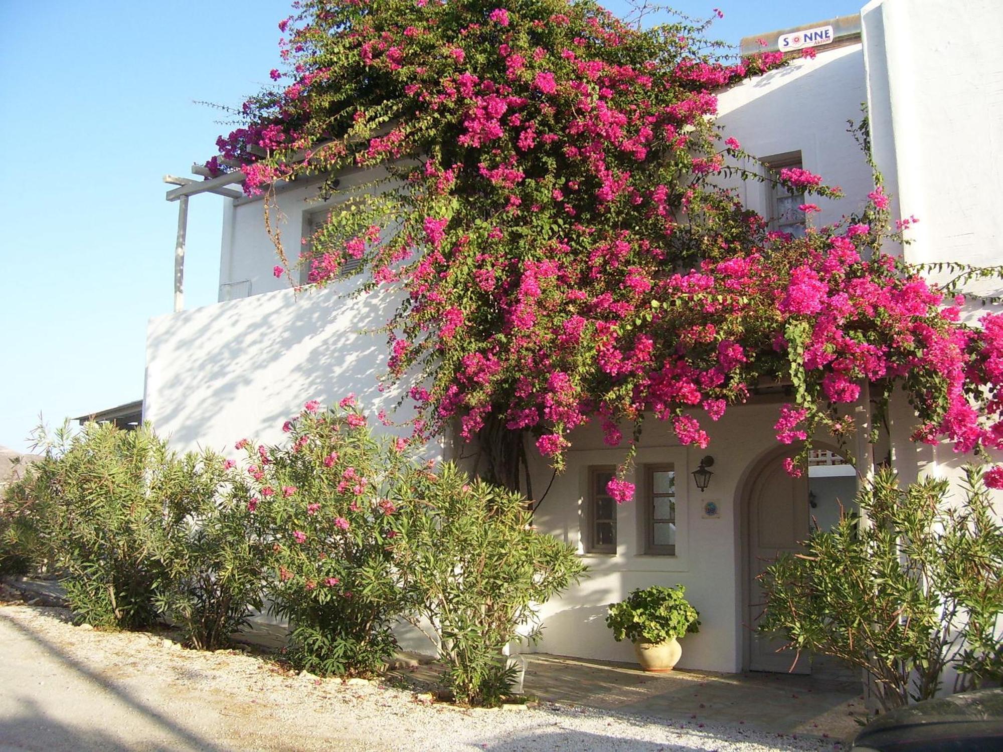 Despina's Mare Naousa (Paros)